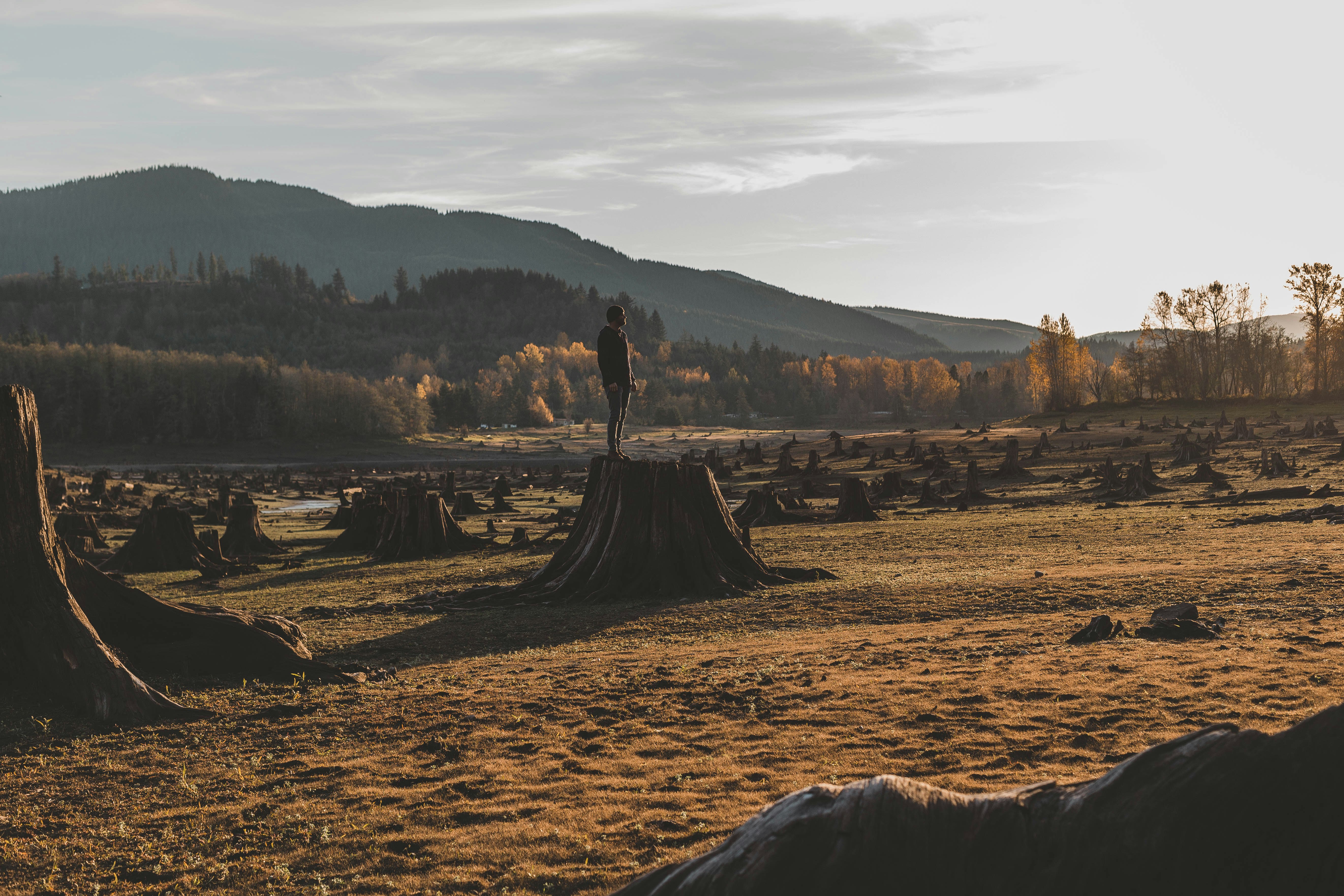 silhouette of person standing on wood stump